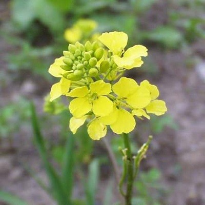 Семена горчицы